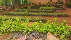 ಉಡುಪಿ: ಪರಿಸರ ಸಂರಕ್ಷಣೆಗೆ ದಿವ್ಯಾಂಗರ ಕೊಡುಗೆ! ಶಾಲಾ-ಕಾಲೇಜುಗಳಲ್ಲಿ ಸಸಿ ನೆಡುವ ಮೂಲಕ ಜಾಗೃತಿ